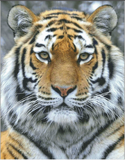 Набір для вишивання Gallery Stitch 017 Амурський тигр